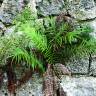 Fotografia 12 da espécie Pteris vittata do Jardim Botânico UTAD