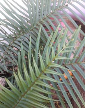 Fotografia 13 da espécie Pteris vittata no Jardim Botânico UTAD