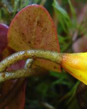 Fotografia da espécie Cabomba aquatica