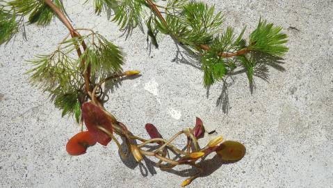 Fotografia da espécie Cabomba aquatica
