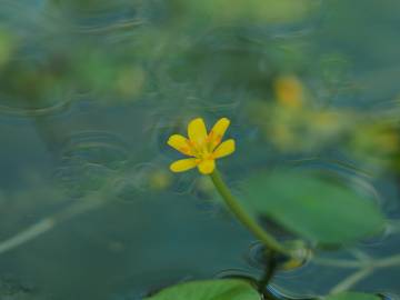 Fotografia da espécie Cabomba aquatica