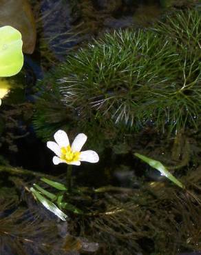 Fotografia 1 da espécie Cabomba caroliniana no Jardim Botânico UTAD