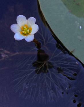 Fotografia 3 da espécie Cabomba caroliniana no Jardim Botânico UTAD