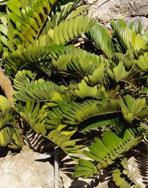 Fotografia 1 da espécie Zamia furfuracea no Jardim Botânico UTAD