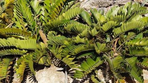 Fotografia da espécie Zamia furfuracea