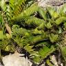 Fotografia 1 da espécie Zamia furfuracea do Jardim Botânico UTAD
