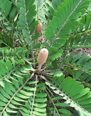 Fotografia 3 da espécie Zamia furfuracea no Jardim Botânico UTAD