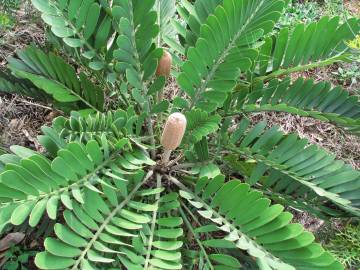 Fotografia da espécie Zamia furfuracea