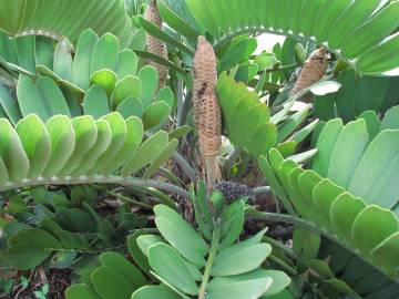 Fotografia da espécie Zamia furfuracea