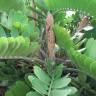 Fotografia 4 da espécie Zamia furfuracea do Jardim Botânico UTAD