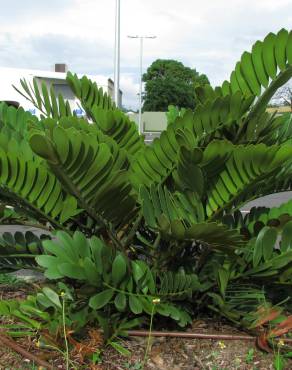 Fotografia 5 da espécie Zamia furfuracea no Jardim Botânico UTAD