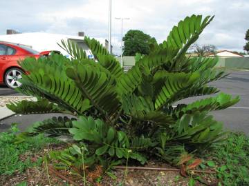 Fotografia da espécie Zamia furfuracea