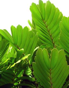 Fotografia 6 da espécie Zamia furfuracea no Jardim Botânico UTAD