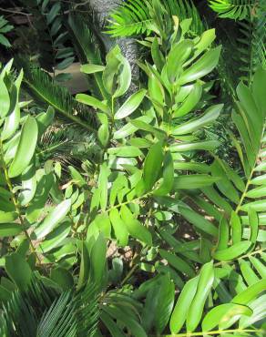 Fotografia 7 da espécie Zamia furfuracea no Jardim Botânico UTAD