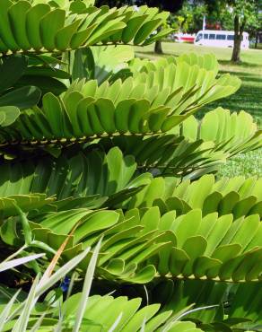 Fotografia 8 da espécie Zamia furfuracea no Jardim Botânico UTAD