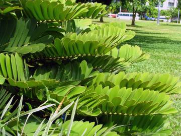 Fotografia da espécie Zamia furfuracea