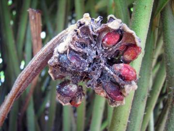 Fotografia da espécie Zamia furfuracea