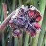 Fotografia 9 da espécie Zamia furfuracea do Jardim Botânico UTAD