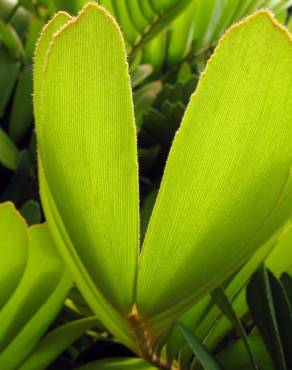 Fotografia 10 da espécie Zamia furfuracea no Jardim Botânico UTAD