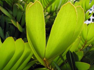 Fotografia da espécie Zamia furfuracea