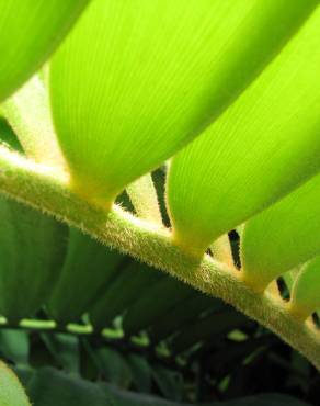 Fotografia 11 da espécie Zamia furfuracea no Jardim Botânico UTAD