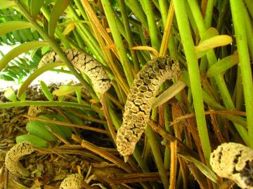 Fotografia da espécie Zamia furfuracea