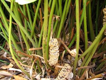 Fotografia da espécie Zamia furfuracea