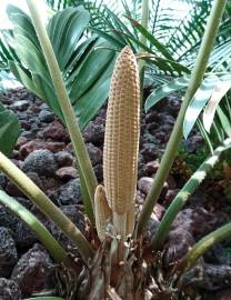 Fotografia da espécie Zamia furfuracea