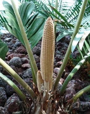 Fotografia 15 da espécie Zamia furfuracea no Jardim Botânico UTAD