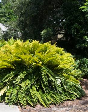 Fotografia 16 da espécie Zamia furfuracea no Jardim Botânico UTAD