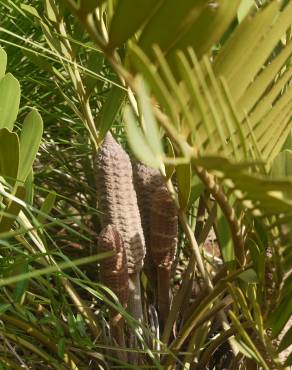 Fotografia 17 da espécie Zamia furfuracea no Jardim Botânico UTAD