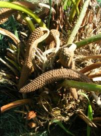 Fotografia da espécie Zamia furfuracea