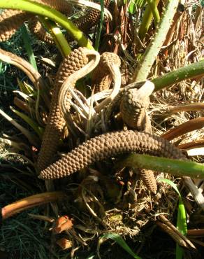 Fotografia 18 da espécie Zamia furfuracea no Jardim Botânico UTAD