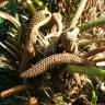 Fotografia 18 da espécie Zamia furfuracea do Jardim Botânico UTAD
