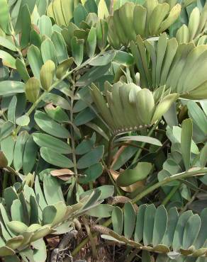 Fotografia 19 da espécie Zamia furfuracea no Jardim Botânico UTAD