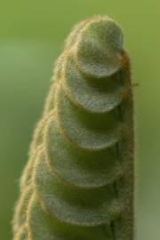 Fotografia da espécie Zamia furfuracea