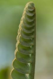 Fotografia da espécie Zamia furfuracea