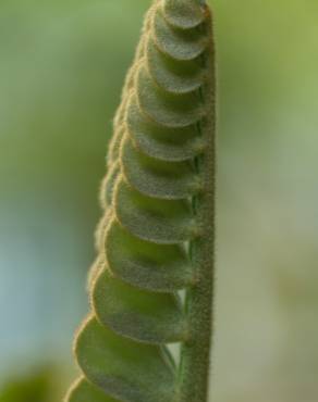 Fotografia 24 da espécie Zamia furfuracea no Jardim Botânico UTAD