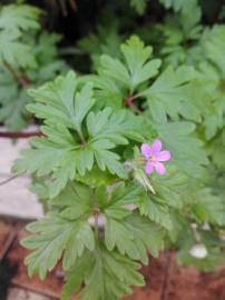 Fotografia da espécie Geranium robertianum subesp. purpureum