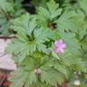 Fotografia 19 da espécie Geranium robertianum subesp. purpureum do Jardim Botânico UTAD