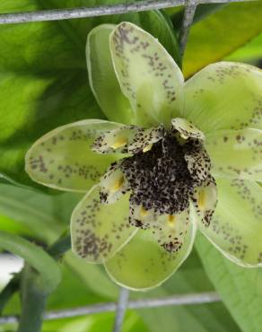 Fotografia 1 da espécie Austrobaileya scandens no Jardim Botânico UTAD