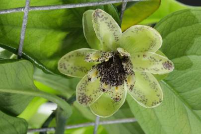 Fotografia da espécie Austrobaileya scandens