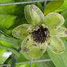 Fotografia 1 da espécie Austrobaileya scandens do Jardim Botânico UTAD