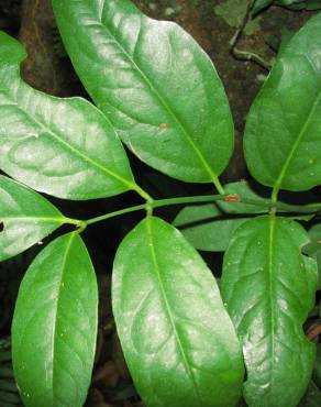 Fotografia 3 da espécie Austrobaileya scandens no Jardim Botânico UTAD