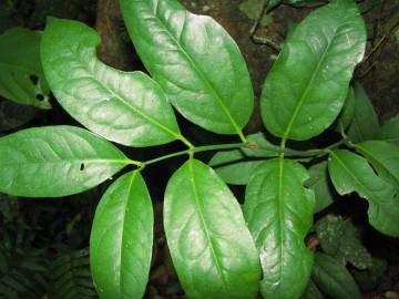 Fotografia da espécie Austrobaileya scandens