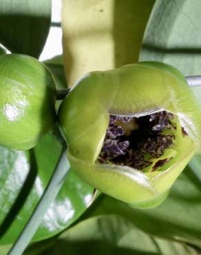 Fotografia 4 da espécie Austrobaileya scandens no Jardim Botânico UTAD