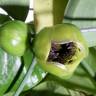 Fotografia 4 da espécie Austrobaileya scandens do Jardim Botânico UTAD