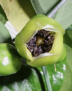 Fotografia 5 da espécie Austrobaileya scandens no Jardim Botânico UTAD