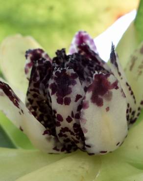 Fotografia 7 da espécie Austrobaileya scandens no Jardim Botânico UTAD