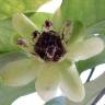 Fotografia 8 da espécie Austrobaileya scandens do Jardim Botânico UTAD